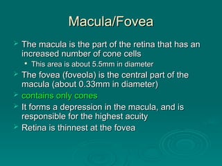 Macula/Fovea
Macula/Fovea
 The macula is the part of the retina that has an
The macula is the part of the retina that has an
increased number of cone cells
increased number of cone cells

This area is about 5.5mm in diameter
This area is about 5.5mm in diameter
 The fovea (foveola) is the central part of the
The fovea (foveola) is the central part of the
macula (about 0.33mm in diameter)
macula (about 0.33mm in diameter)
 contains only cones
contains only cones
 It forms a depression in the macula, and is
It forms a depression in the macula, and is
responsible for the highest acuity
responsible for the highest acuity
 Retina is thinnest at the fovea
Retina is thinnest at the fovea
 