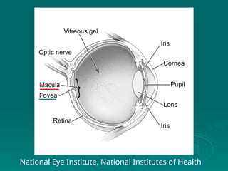 National Eye Institute, National Institutes of Health
 