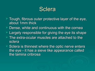 Sclera
Sclera
 Tough, fibrous outer protective layer of the eye,
Tough, fibrous outer protective layer of the eye,
about 1mm thick
about 1mm thick
 Dense, white and continuous with the cornea
Dense, white and continuous with the cornea
 Largely responsible for giving the eye its shape
Largely responsible for giving the eye its shape
 The extra-ocular muscles are attached to the
The extra-ocular muscles are attached to the
sclera
sclera
 Sclera is thinnest where the optic nerve enters
Sclera is thinnest where the optic nerve enters
the eye - it has a sieve like appearance called
the eye - it has a sieve like appearance called
the lamina cribrosa
the lamina cribrosa
 