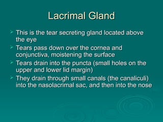 Lacrimal Gland
Lacrimal Gland
 This is the tear secreting gland located above
This is the tear secreting gland located above
the eye
the eye
 Tears pass down over the cornea and
Tears pass down over the cornea and
conjunctiva, moistening the surface
conjunctiva, moistening the surface
 Tears drain into the puncta (small holes on the
Tears drain into the puncta (small holes on the
upper and lower lid margin)
upper and lower lid margin)
 They drain through small canals (the canaliculi)
They drain through small canals (the canaliculi)
into the nasolacrimal sac, and then into the nose
into the nasolacrimal sac, and then into the nose
 