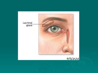 1  Topic 2 Eye Structure & Function.ppth