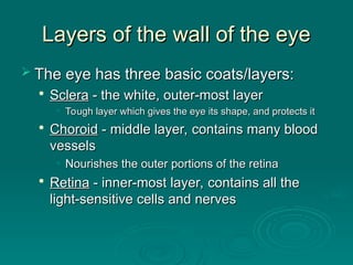 Layers of the wall of the eye
Layers of the wall of the eye
 The eye has three basic coats/layers:
The eye has three basic coats/layers:

Sclera
Sclera - the white, outer-most layer
- the white, outer-most layer
• Tough layer which gives the eye its shape, and protects it
Tough layer which gives the eye its shape, and protects it

Choroid
Choroid - middle layer, contains many blood
- middle layer, contains many blood
vessels
vessels
• Nourishes the outer portions of the retina
Nourishes the outer portions of the retina

Retina
Retina - inner-most layer, contains all the
- inner-most layer, contains all the
light-sensitive cells and nerves
light-sensitive cells and nerves
 