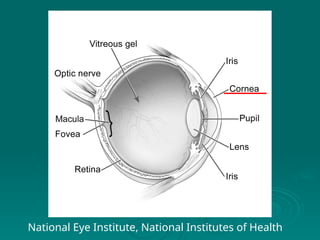 National Eye Institute, National Institutes of Health
 