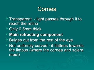 Cornea
Cornea
 Transparent - light passes through it to
Transparent - light passes through it to
reach the retina
reach the retina
 Only 0.5mm thick
Only 0.5mm thick
 Main refracting component
Main refracting component
 Bulges out from the rest of the eye
Bulges out from the rest of the eye
 Not uniformly curved - it flattens towards
Not uniformly curved - it flattens towards
the limbus (where the cornea and sclera
the limbus (where the cornea and sclera
meet)
meet)
 