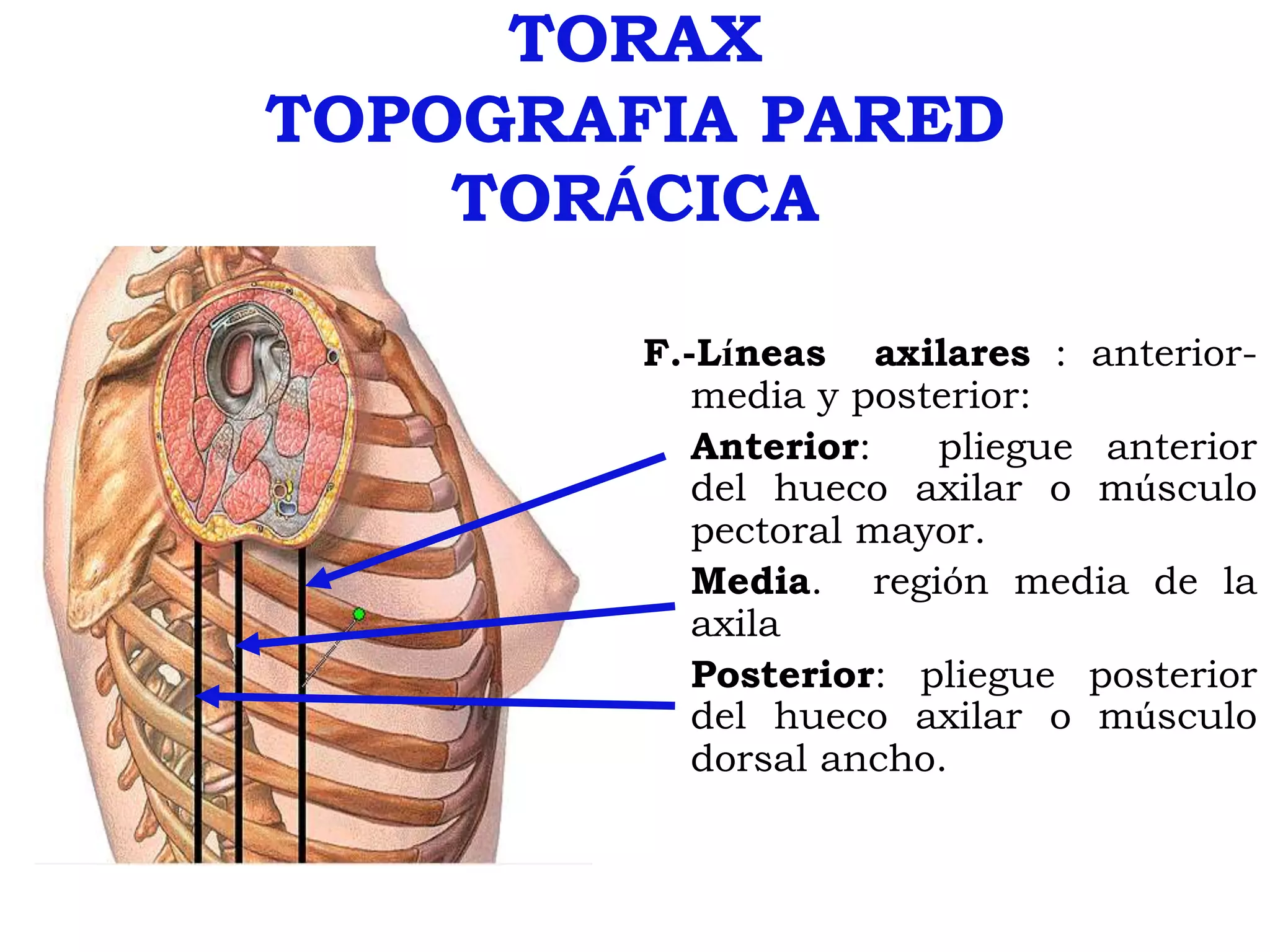 Torax Simple Topografia de Torax | PPT