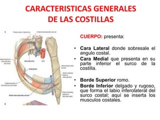 CARACTERISTICAS GENERALES
    DE LAS COSTILLAS
             CUERPO: presenta:

           • Cara Lateral donde sobresale el
             angulo costal.
           • Cara Medial que presenta en su
             parte inferior el surco de la
             costilla.

           • Borde Superior romo.
           • Borde Inferior delgado y rugoso,
             que forma el labio inferolateral del
             surco costal; aquí se inserta los
             musculos costales.
 