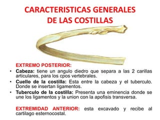 CARACTERISTICAS GENERALES
          DE LAS COSTILLAS



  EXTREMO POSTERIOR:
• Cabeza: tiene un angulo diedro que separa a las 2 carillas
  articulares, para los cpos vertebrales.
• Cuello de la costilla: Esta entre la cabeza y el tuberculo.
  Donde se insertan ligamentos.
• Tuberculo de la costilla: Presenta una eminencia donde se
  une los ligamentos y la union con la apofisis transversa.

  EXTREMIDAD ANTERIOR: esta excavado y recibe al
  cartilago esternocostal.
 