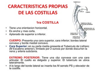 CARACTERISTICAS PROPIAS
    DE LAS COSTILLAS
                          1ra COSTILLA
• Tiene una orientacion horizontal.
• Es ancha y mas corta.
• Aplanado de superior a inferior.

  CUERPO: Presenta una cara superior, cara inferior; bordes lateral
  convexo y borde medial concavo.
• Cara Superior: en su parte media presenta el Tuberculo de Lisfranc
  (M Escaleno anterior), limitado por 2 surcos por donde discurren la
  vena y arteria subclavia.

  EXTREMO POSTERIOR: Tiene una cbz convexa con una cara
  articular. El cuello es delgado y superior. El tuberculo se ubica
  lateralmente.
• A lo largo del borde lateral se inserta los M serrato PS y elevador de
  la costilla.
 