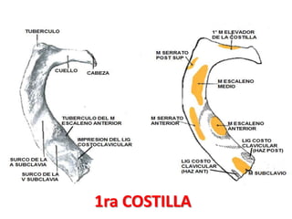 1ra COSTILLA
 