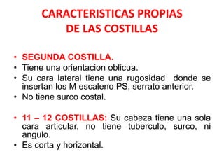 CARACTERISTICAS PROPIAS
         DE LAS COSTILLAS

• SEGUNDA COSTILLA.
• Tiene una orientacion oblicua.
• Su cara lateral tiene una rugosidad donde se
  insertan los M escaleno PS, serrato anterior.
• No tiene surco costal.

• 11 – 12 COSTILLAS: Su cabeza tiene una sola
  cara articular, no tiene tuberculo, surco, ni
  angulo.
• Es corta y horizontal.
 
