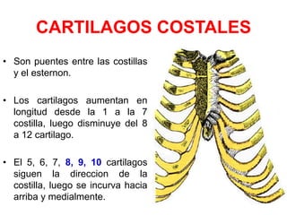 CARTILAGOS COSTALES
• Son puentes entre las costillas
  y el esternon.

• Los cartilagos aumentan en
  longitud desde la 1 a la 7
  costilla, luego disminuye del 8
  a 12 cartilago.

• El 5, 6, 7, 8, 9, 10 cartilagos
  siguen la direccion de la
  costilla, luego se incurva hacia
  arriba y medialmente.
 