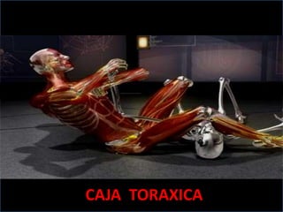 CAJA TORAXICA
 