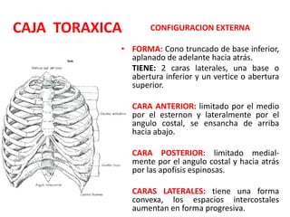 CAJA TORAXICA      CONFIGURACION EXTERNA

            • FORMA: Cono truncado de base inferior,
              aplanado de adelante hacia atrás.
            • TIENE: 2 caras laterales, una base o
              abertura inferior y un vertice o abertura
              superior.

            • CARA ANTERIOR: limitado por el medio
              por el esternon y lateralmente por el
              angulo costal, se ensancha de arriba
              hacia abajo.

            • CARA POSTERIOR: limitado medial-
              mente por el angulo costal y hacia atrás
              por las apofisis espinosas.

            • CARAS LATERALES: tiene una forma
              convexa, los espacios intercostales
              aumentan en forma progresiva.
 
