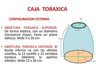 CAJA TORAXICA
     CONFIGURACION EXTERNA

• ABERTURA TORAXICA SUPERIOR:
  De forma eliptica, con un diametro
  transversal mayor, tiene un plano
  oblicuo. Mide 5 x 10 cm.

• ABERTURA TORAXICA INFERIOR: El
  borde inferior va con las ultimas
  costillas, la 12 costilla y 12 vertebra
  toraxica. Adelante la apofisis
  xifoides. Mide 12 x 26 cm.
 
