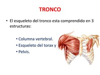 TRONCO
• El esqueleto del tronco esta comprendido en 3
  estructuras:

     • Columna vertebral.
     • Esqueleto del torax y
     • Pelvis.
 