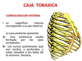 CAJA TORAXICA
  CONFIGURACION INTERNA

• La     superficie     interna
  corresponde a su par externo.

   La cara posterior presenta:
A.- Una eminencia media
   formada por los cpos
   vertebrales.
B.- Los surcos pulmonares que
   son anchos y profundos y
   estan situados a los lados de
   la columna toraxica.
 