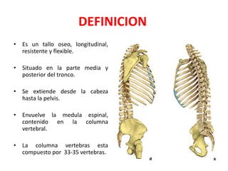DEFINICION
• Es un tallo oseo, longitudinal,
  resistente y flexible.

• Situado en la parte media y
  posterior del tronco.

• Se extiende desde la cabeza
  hasta la pelvis.

• Envuelve la medula espinal,
  contenido en la columna
  vertebral.

• La columna vertebras esta
  compuesto por 33-35 vertebras.
 