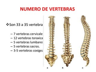 NUMERO DE VERTEBRAS

Son 33 a 35 vertebras.

  –   7 vertebras cervicales.
  –   12 vertebras toraxicas.
  –   5 vertebras lumbares.
  –   5 vertebras sacras.
  –   3-5 vertebras coxigeas.
 
