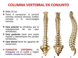 COLUMNA VERTEBRAL EN CONJUNTO
 Mide 75 cm.
 Tiene 4 curvaturas: la cervical
  convexa, toraxica concava, lumbar
  convexa y la sacro-coxigea
  concava.

 Cara anterior es cilindrico, por la
  superposicion de los cpos
  vertebrales.
 Cara posterior tiene una cresta
  espinal y lateralmente los canales
  vertebrales.
 Cara lateral tiene los agujeros de
  conjuncion.

 CONDUCTO        VERTEBRAL:    Es
  triangular en el cuello y region
  lumbar, circular en el torax.
 