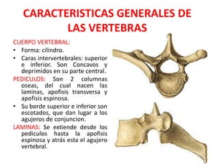 CARACTERISTICAS GENERALES DE
          LAS VERTEBRAS
CUERPO VERTEBRAL:
• Forma: cilindro.
• Caras intervertebrales: superior
  e inferior. Son Concavos y
  deprimidos en su parte central.
PEDICULOS: Son 2 columnas
  oseas, del cual nacen las
  laminas, apofisis transversa y
  apofisis espinosa.
• Su borde superior e inferior son
  escotados, que dan lugar a los
  agujeros de conjuncion.
LAMINAS: Se extiende desde los
  pediculos hasta la apofisis
  espinosa y atrás esta el agujero
  vertebral.
 