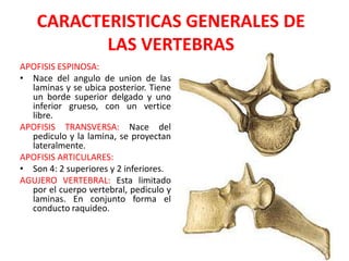CARACTERISTICAS GENERALES DE
           LAS VERTEBRAS
APOFISIS ESPINOSA:
• Nace del angulo de union de las
  laminas y se ubica posterior. Tiene
  un borde superior delgado y uno
  inferior grueso, con un vertice
  libre.
APOFISIS TRANSVERSA: Nace del
  pediculo y la lamina, se proyectan
  lateralmente.
APOFISIS ARTICULARES:
• Son 4: 2 superiores y 2 inferiores.
AGUJERO VERTEBRAL: Esta limitado
  por el cuerpo vertebral, pediculo y
  laminas. En conjunto forma el
  conducto raquideo.
 