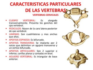 CARACTERISTICAS PARTICULARES
         DE LAS VERTEBRAS
                          VERTEBRAS CERVICALES

 CUERPO          VERTEBRAL:       Es     alargado
  transversalmente. Presenta los ganchos del
  cpo vertebral.
 PEDICULOS: Nacen de la cara latero-posterior
  de cpo vertebral.
 LAMINAS: Son cuadrilateras y mas anchas
  que altas.
 APOFISIS ESPINOSA: Es bifurcado.
 APOFISIS TRANSVERSA: Se implanta por 2
  raices que delimitan un agujero transverso y
  un vertice bifurcado.
 APOFISIS ARTICULARES: Son 2 superior e
  inferior, carillas planas y cortadas en bisel.
 AGUJERO VERTEBRAL: Es triangular de base
  anterior.
 