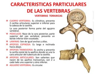CARACTERISTICAS PARTICULARES
         DE LAS VERTEBRAS
                             VERTEBRAS TORAXICAS
 CUERPO VERTEBRAL: Es cilindrico, presenta
  2 carillas articulares superior e inferior para
  la cabeza de la costilla.
  La cara posterior forma parte del agujero
  vertebral.
 PEDICULOS: Nace de la cara posterior, parte
  superior del cpo vertebral, presenta un
  borde inferior bien escotado.
 LAMINAS: Son de igual anchas y altas.
 APOFISIS ESPINOSA: Es larga e inclinada
  hacia abajo.
 APOFISIS TRANSVERSA: Es ancho y presenta
  la carilla costal de la apofisis donde se une la
  cara articular del tuberculo de la costilla.
 APOFISIS ARTICULARES: Son salientes que
  nacen de las apofisis transversas, son 2 a
  cada lado uno superior y otro inferior.
 AGUJERO VERTEBRAL: Es circular.
 