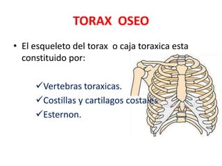 TORAX OSEO
• El esqueleto del torax o caja toraxica esta
  constituido por:

     Vertebras toraxicas.
     Costillas y cartilagos costales
     Esternon.
 