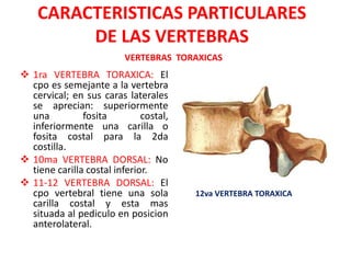 CARACTERISTICAS PARTICULARES
         DE LAS VERTEBRAS
                          VERTEBRAS TORAXICAS
 1ra VERTEBRA TORAXICA: El
  cpo es semejante a la vertebra
  cervical; en sus caras laterales
  se aprecian: superiormente
  una          fosita         costal,
  inferiormente una carilla o
  fosita costal para la 2da
  costilla.
 10ma VERTEBRA DORSAL: No
  tiene carilla costal inferior.
 11-12 VERTEBRA DORSAL: El
  cpo vertebral tiene una sola          12va VERTEBRA TORAXICA
  carilla costal y esta mas
  situada al pediculo en posicion
  anterolateral.
 