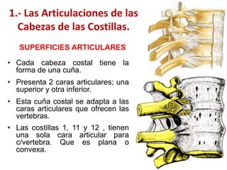 1.- Las Articulaciones de las
  Cabezas de las Costillas.
   SUPERFICIES ARTICULARES

• Cada cabeza costal tiene la
  forma de una cuña.
• Presenta 2 caras articulares; una
  superior y otra inferior.
• Esta cuña costal se adapta a las
  caras articulares que ofrecen las
  vertebras.
• Las costillas 1, 11 y 12 , tienen
  una sola cara articular para
  c/vertebra. Que es plana o
  convexa.
 