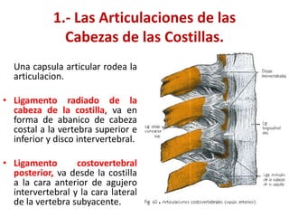 1.- Las Articulaciones de las
              Cabezas de las Costillas.
  Una capsula articular rodea la
  articulacion.

• Ligamento radiado de la
  cabeza de la costilla, va en
  forma de abanico de cabeza
  costal a la vertebra superior e
  inferior y disco intervertebral.

• Ligamento       costovertebral
  posterior, va desde la costilla
  a la cara anterior de agujero
  intervertebral y la cara lateral
  de la vertebra subyacente.
 