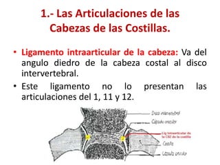 1.- Las Articulaciones de las
        Cabezas de las Costillas.
• Ligamento intraarticular de la cabeza: Va del
  angulo diedro de la cabeza costal al disco
  intervertebral.
• Este ligamento no lo presentan las
  articulaciones del 1, 11 y 12.
 
