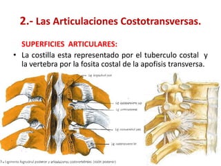 2.- Las Articulaciones Costotransversas.
  SUPERFICIES ARTICULARES:
• La costilla esta representado por el tuberculo costal y
  la vertebra por la fosita costal de la apofisis transversa.
 