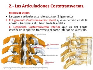 2.- Las Articulaciones Costotransversas.
  MEDIOS DE UNION.
 La capsula articular esta reforzada por 2 ligamentos:
 El Ligamento Costotransverso Lateral que va del vertice de la
  aposifis transversa al tuberculo de la costilla.
  El Ligamento Costotransverso Inferior que va del borde
  inferior de la apofisis transversa al borde inferior de la costilla.
 
