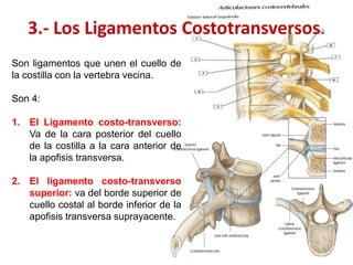 3.- Los Ligamentos Costotransversos.
Son ligamentos que unen el cuello de
la costilla con la vertebra vecina.

Son 4:

1. El Ligamento costo-transverso:
   Va de la cara posterior del cuello
   de la costilla a la cara anterior de
   la apofisis transversa.

2. El ligamento costo-transverso
   superior: va del borde superior de
   cuello costal al borde inferior de la
   apofisis transversa suprayacente.
 