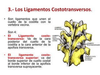 3.- Los Ligamentos Costotransversos.
• Son ligamentos que unen el
  cuello de la costilla con la
  vertebra vecina.

  Son 4:
• El       Ligamento        costo-
  transverso: Va de la cara
  posterior del cuello de la
  costilla a la cara anterior de la
  apofisis transversa.

• El      ligamento        costo-
  transverso superior: va del
  borde superior de cuello costal
  al borde inferior de la apofisis
  transversa suprayacente.
 