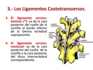 3.- Los Ligamentos Costotransversos.
3. El ligamento cervico-
   laminar (*): va de la cara
   posterior del cuello de la
   costilla al borde inferior
   de la lamina vertebral         *
   suprayacente.

4. El ligamento cervico-
   meniscal: va de la cara
   posterior del cuello de la
   costilla a la cara posterior
   del disco intervertebral
   correspondiente.
 