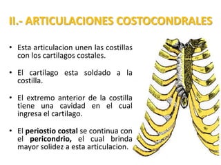 II.- ARTICULACIONES COSTOCONDRALES

• Esta articulacion unen las costillas
  con los cartilagos costales.

• El cartilago esta soldado a la
  costilla.

• El extremo anterior de la costilla
  tiene una cavidad en el cual
  ingresa el cartilago.

• El periostio costal se continua con
  el pericondrio, el cual brinda
  mayor solidez a esta articulacion.
 