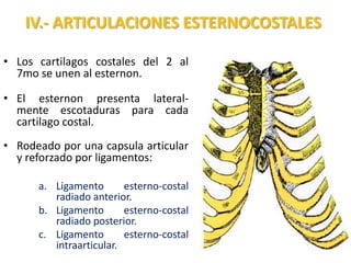 IV.- ARTICULACIONES ESTERNOCOSTALES

• Los cartilagos costales del 2 al
  7mo se unen al esternon.

• El esternon presenta lateral-
  mente escotaduras para cada
  cartilago costal.
• Rodeado por una capsula articular
  y reforzado por ligamentos:

      a. Ligamento       esterno-costal
         radiado anterior.
      b. Ligamento       esterno-costal
         radiado posterior.
      c. Ligamento       esterno-costal
         intraarticular.
 