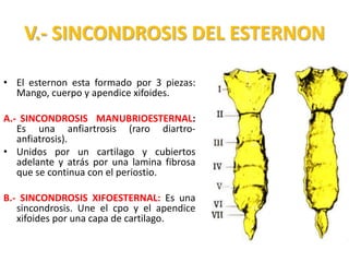 V.- SINCONDROSIS DEL ESTERNON

• El esternon esta formado por 3 piezas:
  Mango, cuerpo y apendice xifoides.

A.- SINCONDROSIS MANUBRIOESTERNAL:
   Es una anfiartrosis (raro diartro-
   anfiatrosis).
• Unidos por un cartilago y cubiertos
   adelante y atrás por una lamina fibrosa
   que se continua con el periostio.

B.- SINCONDROSIS XIFOESTERNAL: Es una
   sincondrosis. Une el cpo y el apendice
   xifoides por una capa de cartilago.
 