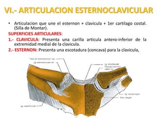 VI.- ARTICULACION ESTERNOCLAVICULAR
 • Articulacion que une el esternon + clavicula + 1er cartilago costal.
     (Silla de Montar).
 SUPERFICIES ARTICULARES:
 1.- CLAVICULA: Presenta una carilla articula antero-inferior de la
     extremidad medial de la clavicula.
 2.- ESTERNON: Presenta una escotadura (concava) para la clavicula,
 