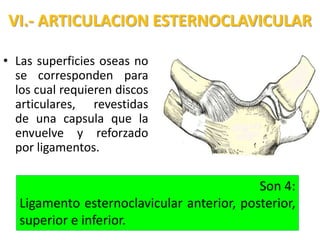 VI.- ARTICULACION ESTERNOCLAVICULAR

• Las superficies oseas no
  se corresponden para
  los cual requieren discos
  articulares, revestidas
  de una capsula que la
  envuelve y reforzado
  por ligamentos.

                                            Son 4:
   Ligamento esternoclavicular anterior, posterior,
   superior e inferior.
 