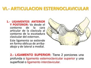 VI.- ARTICULACION ESTERNOCLAVICULAR

 1.- LIGAMENTOS ANTERIOR
    Y POSTERIOR: Va desde el
    contorno de la cara
    articular de la clavicula al
    contorno de la escotadura
    clavicular del esternon.
    Este ligamento se extiende
    en forma oblicua de arriba-
    abajo y de lateral a medial.

   2.- LIGAMENTO SUPERIOR: Tiene 2 porciones una
   profunda o ligamento esternoclavicular superior y una
   superficial o ligamento interclavicular.
 
