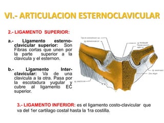 VI.- ARTICULACION ESTERNOCLAVICULAR
2.- LIGAMENTO SUPERIOR:
a.-       Ligamento        esterno-
      clavicular superior: Son
      Fibras cortas que unen por
      la parte       superior a la
      clavicula y el esternon.

b.-         Ligamento         Inter-
      clavicular: Va de una
      clavicula a la otra. Pasa por
      la escotadura yugular y
      cubre al ligamento EC
      superior.


       3.- LIGAMENTO INFERIOR: es el ligamento costo-clavicular que
       va del 1er cartilago costal hasta la 1ra costilla.
 