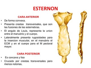 ESTERNON
                CARA ANTERIOR
•   De forma convexa.
•   Presenta crestas transversales, que son
    las fusiones de las esternebras.
•   El angulo de Louis, representa la union
    entre el manubrio y el cuerpo.
•   Lateralmente presenta rugosidades para
    la insercion muscular, en el manubrio el
    ECM y en el cuerpo para el M pectoral
    mayor.

            CARA POSTERIOR
• Es concava y lisa
• Cruzado por crestas transversales pero
  menos notorias.
 