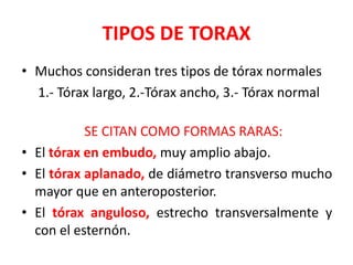 TIPOS DE TORAX
• Muchos consideran tres tipos de tórax normales
  1.- Tórax largo, 2.-Tórax ancho, 3.- Tórax normal

           SE CITAN COMO FORMAS RARAS:
• El tórax en embudo, muy amplio abajo.
• El tórax aplanado, de diámetro transverso mucho
  mayor que en anteroposterior.
• El tórax anguloso, estrecho transversalmente y
  con el esternón.
 