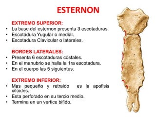 ESTERNON
  EXTREMO SUPERIOR:
• La base del esternon presenta 3 escotaduras.
• Escotadura Yugular o medial.
• Escotadura Clavicular o laterales.

  BORDES LATERALES:
• Presenta 6 escotaduras costales.
• En el manubrio se halla la 1ra escotadura.
• En el cuerpo las 5 siguientes.

  EXTREMO INFERIOR:
• Mas pequeño y retraido        es la apofisis
  xifoides.
• Esta perforado en su tercio medio.
• Termina en un vertice bifido.
 