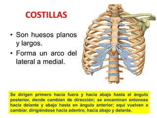 COSTILLAS

• Son huesos planos
  y largos.
• Forma un arco del
  lateral a medial.



Se dirigen primero hacia fuera y hacia abajo hasta el ángulo
posterior, donde cambian de dirección; se encaminan entonces
hacia delante y abajo hasta en ángulo anterior; aquí vuelven a
cambiar, dirigiéndose hacia adentro, hacia abajo y delante.
 