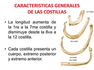 CARACTERISTICAS GENERALES
         DE LAS COSTILLAS
• La longitud aumenta de
  la 1ra a la 7ma costilla y
  disminuye desde la 8va a
  la 12 costilla.

• Cada costilla presenta un
  cuerpo, extremo posterior
  y extremo anterior.
 