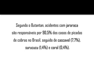 Segundo o Butantan, acidentes com jararacajararaca
são responsáveis por 90,5%90,5% dos casos de picadas
de cobras no Brasil, seguido de cascavel (7,7%)cascavel (7,7%),
surucucu (1,4%)surucucu (1,4%) e coral (0,4%)coral (0,4%).
 